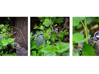 Nature Nymphs photography storytelling