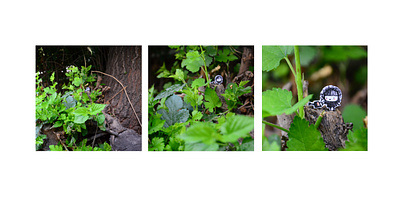 Nature Nymphs photography storytelling