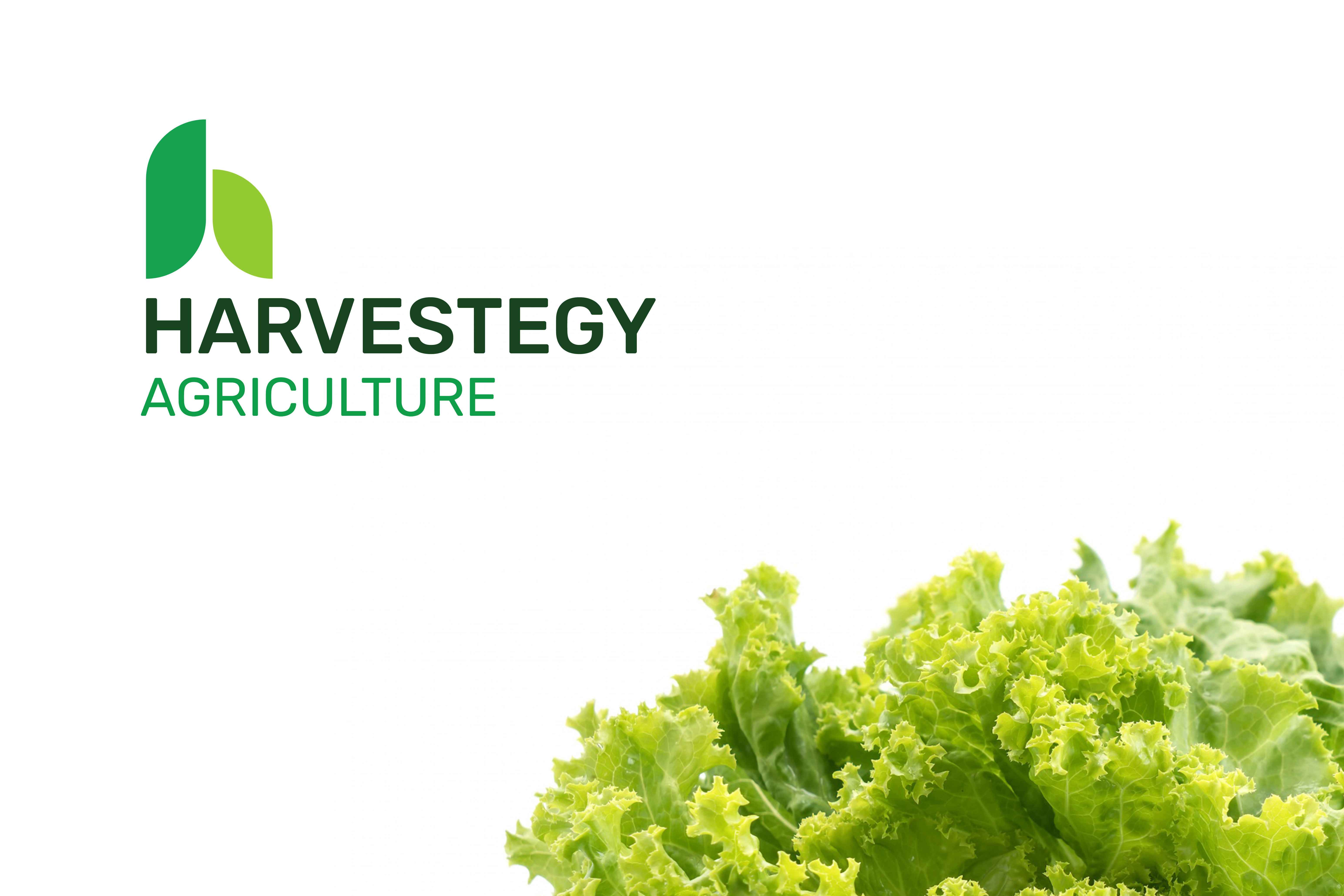 Harvestegy Agriculture Logo agriculture agriculture brandi hydrophonic lettuce logo logo agriculture logo agro logo design taiwan vegetable