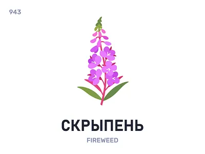 Скры́пень / Fireweed belarus belarusian language daily flat icon illustration vector