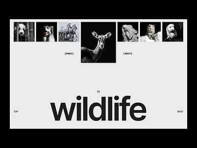 Photography Portfolio | RUSHDIH 2025 style agency animal animal photo design graphic design photo photo studio photography portfolio portfolio website swiss trending ui uiux website design wildlife wildlife photo