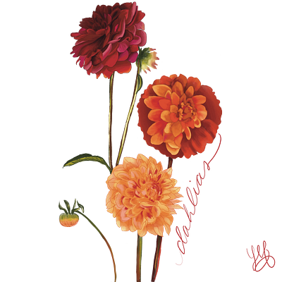 Dahlias & Hummingbirds illustrations