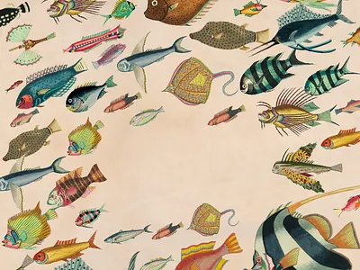 fish blanks #1 design fish graphic design illustration poster