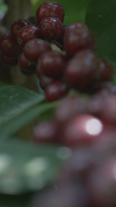 AZ Coffee commercial content content marketing design editing marketing motion graphics post production text video video editing video production