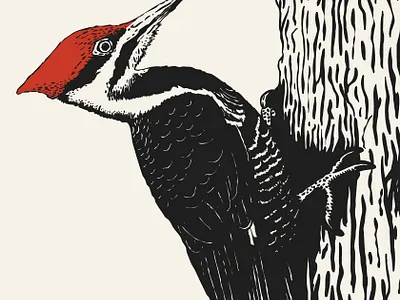 Woodpecker, 2025 animal bark bird birds feathers forest nature tree wood woodpecker