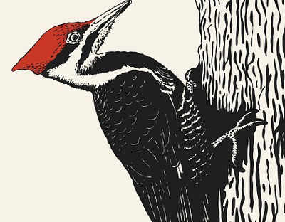 Woodpecker, 2025 animal bark bird birds feathers forest nature tree wood woodpecker