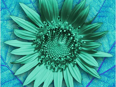 Sunflower in Turquoise blue fun graphic design kylie earls kylie mcferrin poster