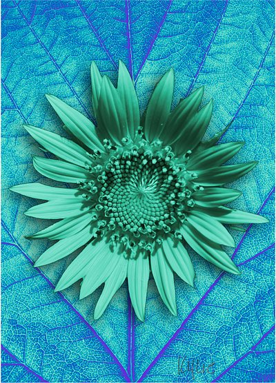 Sunflower in Turquoise blue fun graphic design kylie earls kylie mcferrin poster