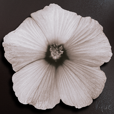 White Hibiscus on Brown Matte branding design flower fun garden graphic design kylie earls logo photography poster ui ux