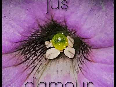 Petunia Jus D'amour branding design flower fun graphic design kylie earls kylie mcferrin logo petunia photography poster ui ux