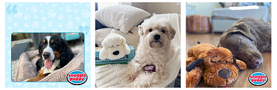 Creative GIFs & Video Ads for Snuggle Puppy®. Campaigns