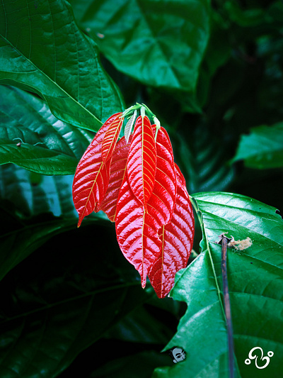 The Verdant Elders and The Rufescent Scions. foliage forest garden jungle landscape leaf leaves nature photo photo album photo editing photo manipulation photo studio photographer photography photoshop spring tropical zzoe iggi