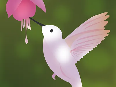 Colibrí 2d animal animals colibrí graphic design hummingbird illustration ilustrator naturaleza nature vector