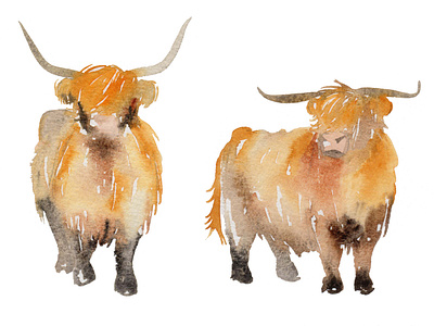 Highland Cattle Loose Watercolour animals branding design highland cattle illustration loose watercolor loose watercolour watercolor watercolour watercolour cow
