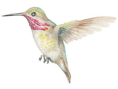 Calliope Hummingbird Watercolour animal bird botanical branding design hummingbird illustration watercolor watercolour