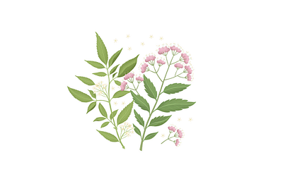 Flower Packaging Design for Gorkunov cute illustration digital illustration floral illustrations flower flower packaging flower sleeves graphic design illustration packaging packaging design