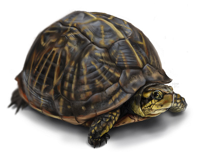 Box Turtle