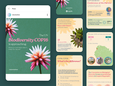 COP16 for Instagram biodiversity cali climate change colombia cop16 flower graphic design illustration instagram latin america social media social media post sustainability typography