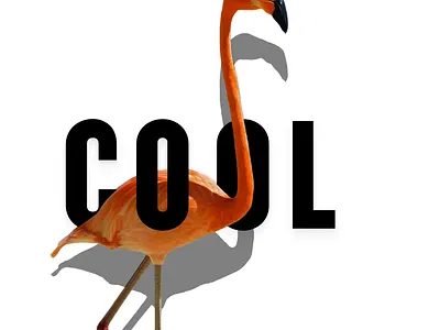 Typography Flamingo typography