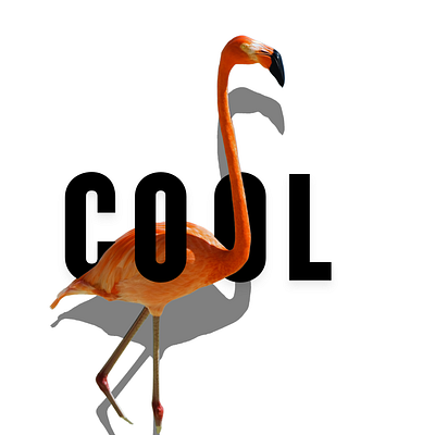 Typography Flamingo typography