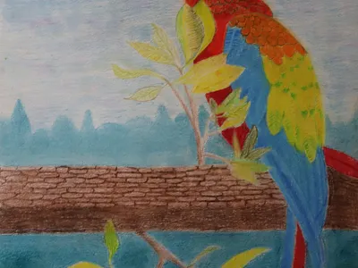 Deforestation Displacement