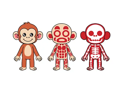 Cute Monkey Anatomy Illustration – Skin, Muscle, and Skeleton anatomy animal animal skeleton animal study anomali cartoon cartoon anatomy character cute illustration jaysx1 kid kids learning monkey vector