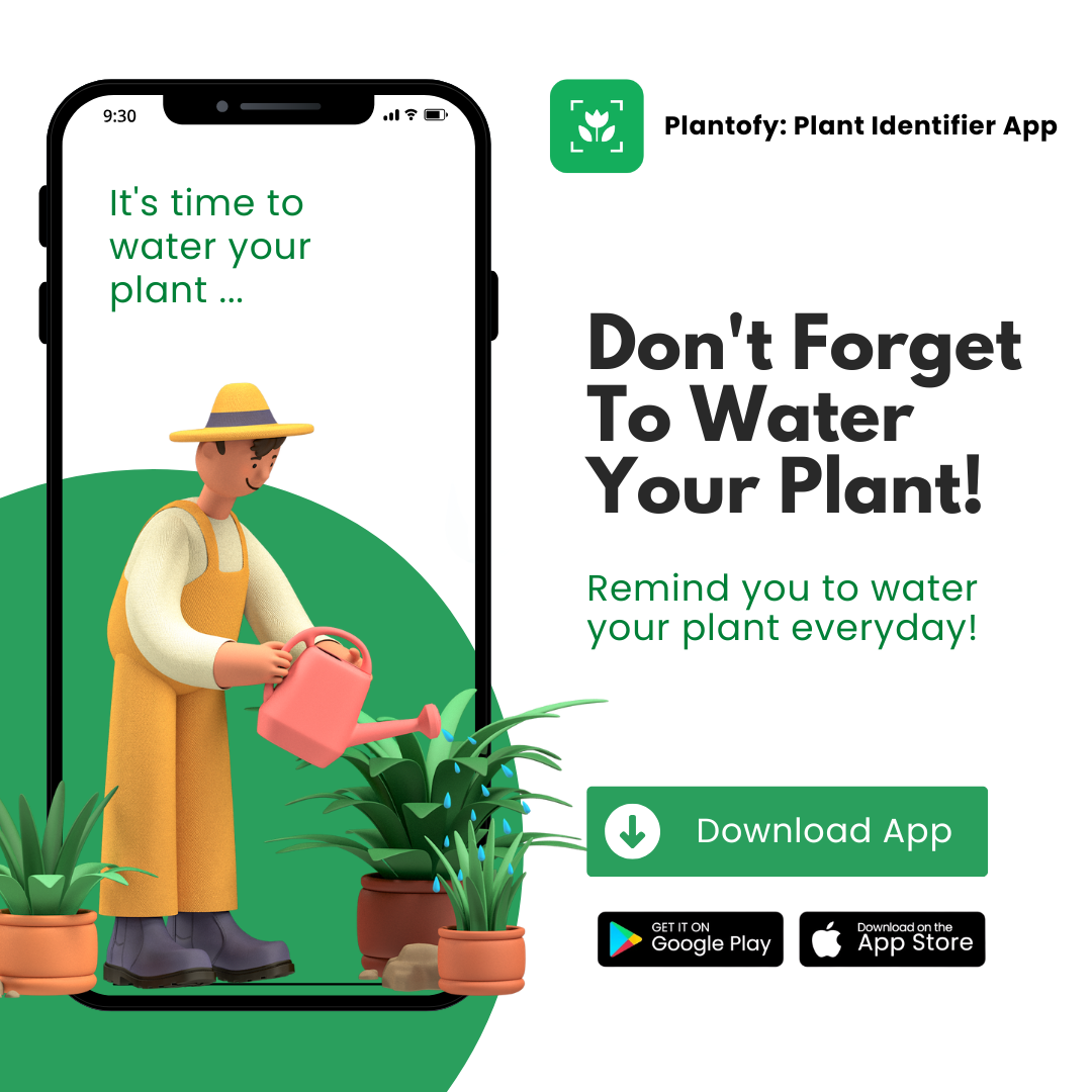 Plantofy - plant app branding creative design figma graphic design logo mobileapp plantapp ui uiux