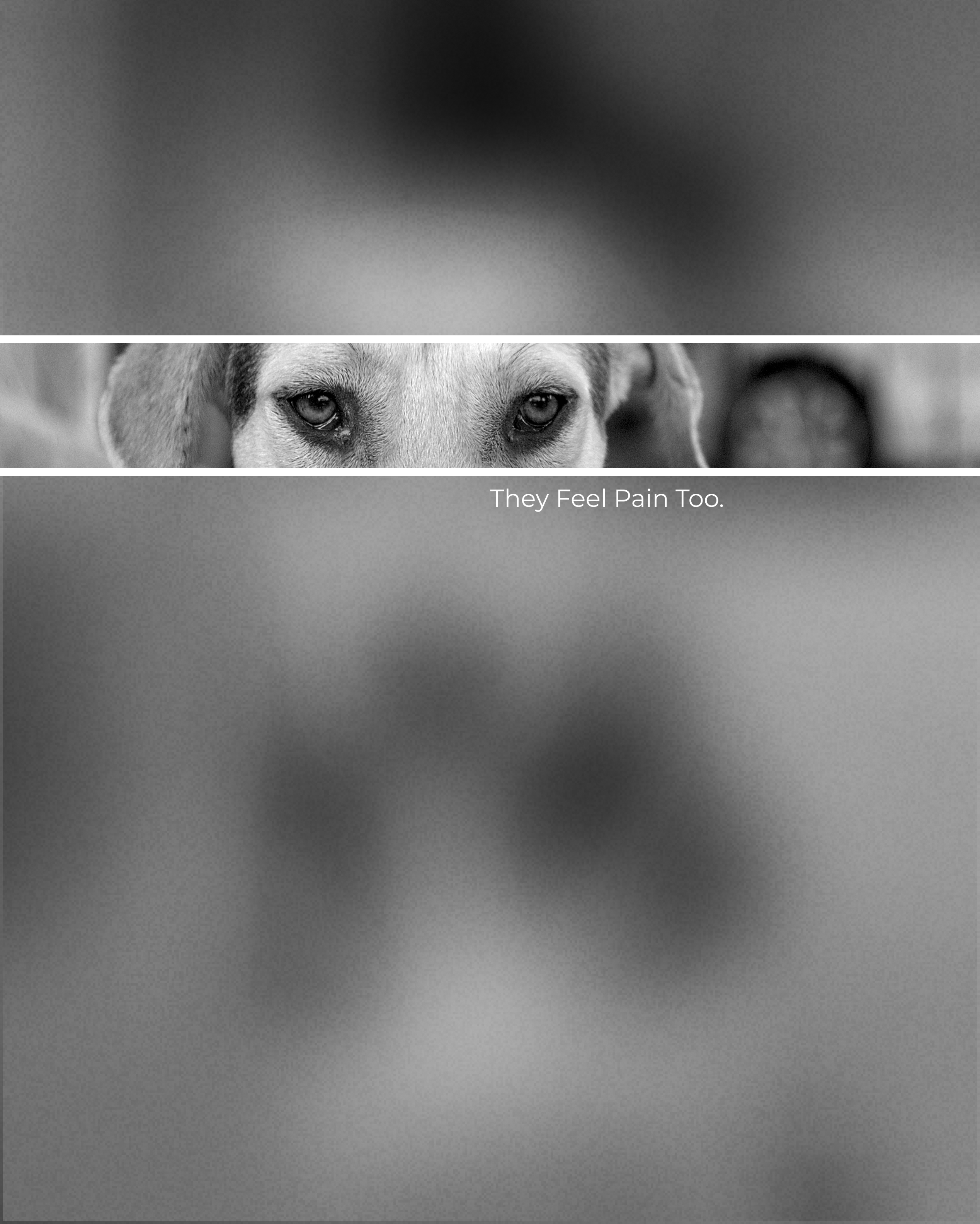 Animal Cruelty Awareness Poster advocacy animal animal cruelty animal protection animal rights animal welfare awareness awareness poster campaign cruelty dog graphic design pain pet poster welfare