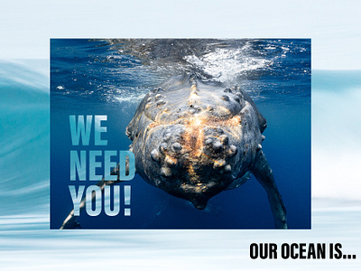 Drains to Ocean Membership Campaign branding digital marketing editorial design graphic design social media campaign