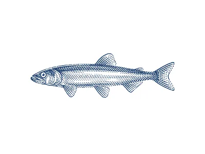 Smelt for a pattern branding engraving etching fish illustration label pen and ink vector engraving woodcut