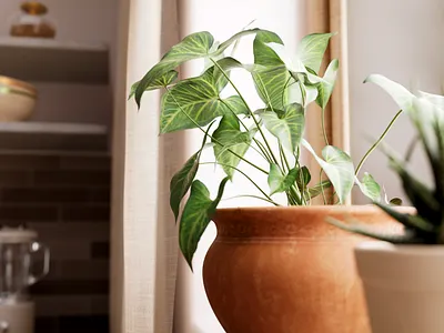 "The Kitchen" Plants 3d 3d art after effects art c4d cinema4d design illustration light modeling motion motion design motion graphics plants realistic redshift render