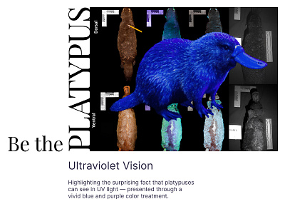 When nature glows in ultraviolet creative direction design landing page ui web design