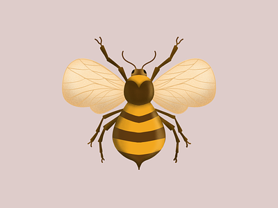 Honey Bee art bee digital art drawing honey illustration insect procreate sting wings