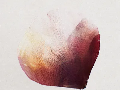 Anatomy of a Flower .001 3d 3d artist 3d designer c4d cgi cinema 4d design octane render rendering