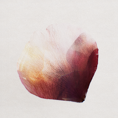 Anatomy of a Flower .001 3d 3d artist 3d designer c4d cgi cinema 4d design octane render rendering