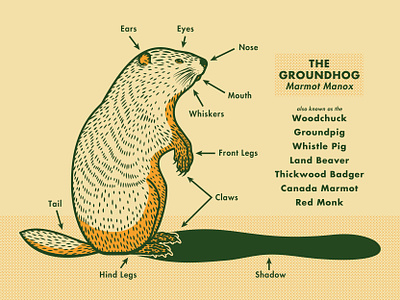 Groundhog Day anatomy animal chris rooney classification diagram february fur groundhog groundhog day illustration rodent science shadow side view woodchuck zoology