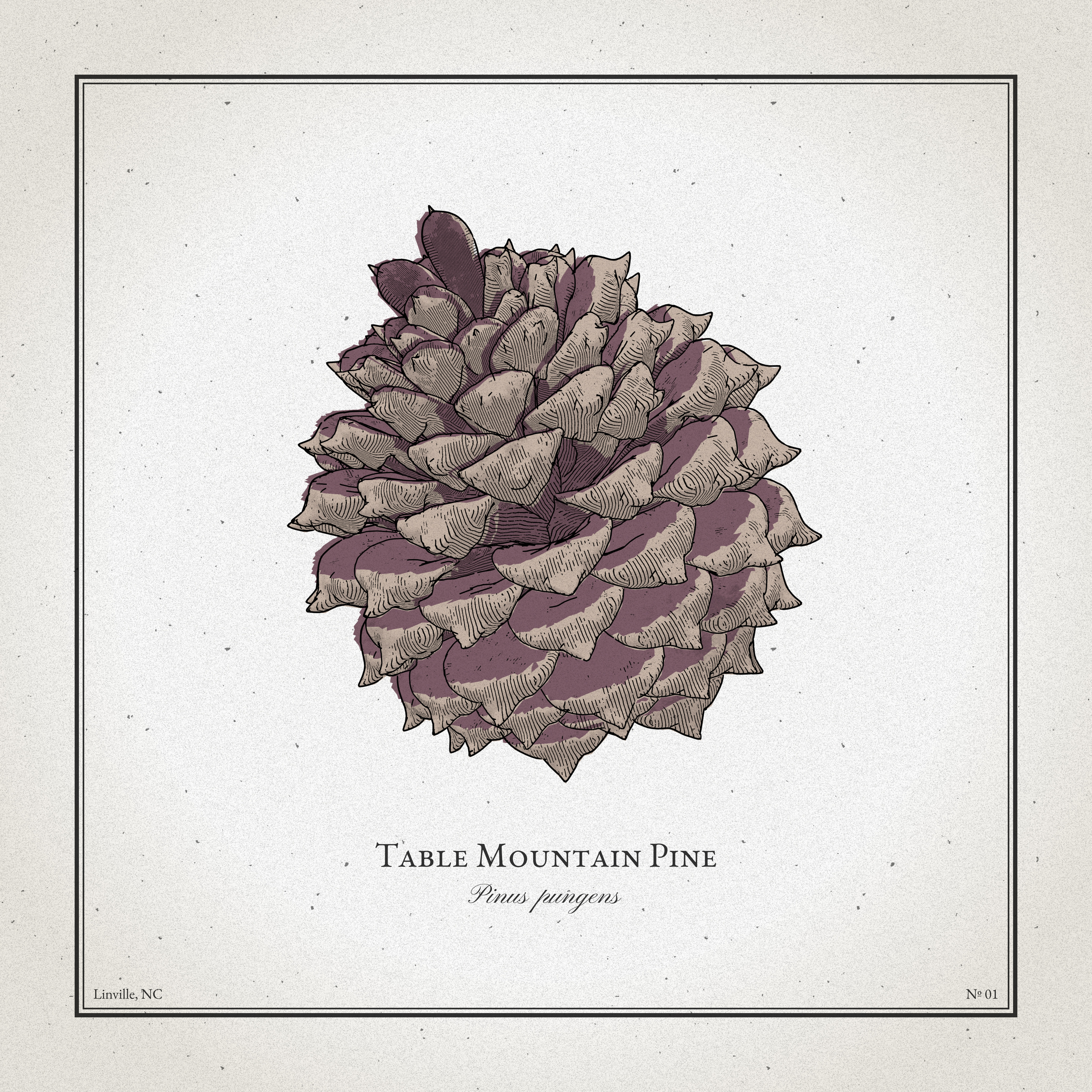 Pinecone Botanical Artwork blender 3d botanical botanical print fruit nature pine cone pinecone tree