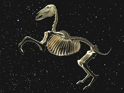 youngster 3d 3d modeling art c4d digital art horse illustration skeleton