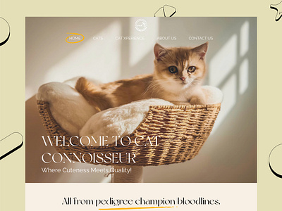 Premium Ragdoll & British Shorthair Breeding Experience animalwelfare breedingwebsite britishshorthair catadoption catbreeder catexperience luxurypets pedigreecats petservices petwebsite premiumbranding ragdollcats responsive userexperience webdesign