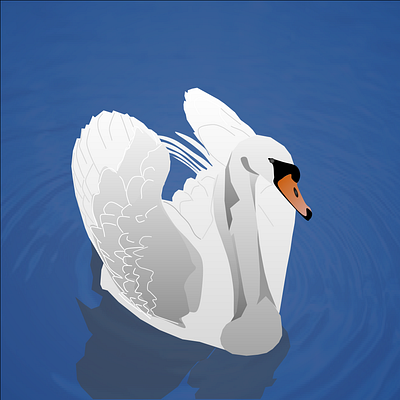 Beauty birds design graphic design illustration vector
