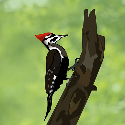 Balance birds design graphic design illustration vector