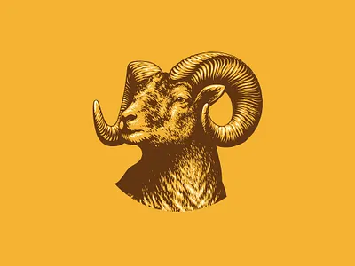 Shiner Bock Ram Illustration beer beer label branding brewery brewing design engraving goat graphic design hand drawn horns illustration label design logo ram sheep texas vector art vintage