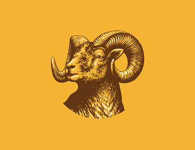 Shiner Bock Ram Illustration beer beer label branding brewery brewing design engraving goat graphic design hand drawn horns illustration label design logo ram sheep texas vector art vintage