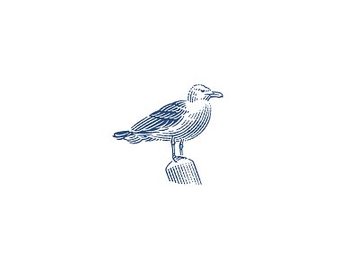 Seagull for a pattern engraving etching illustration pen and ink seagull vector engraving woodcut