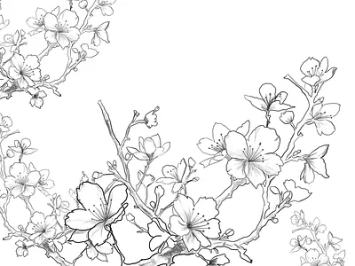 Botanical Illustrations animation botanical cherry blossom flower graphic design illustrations