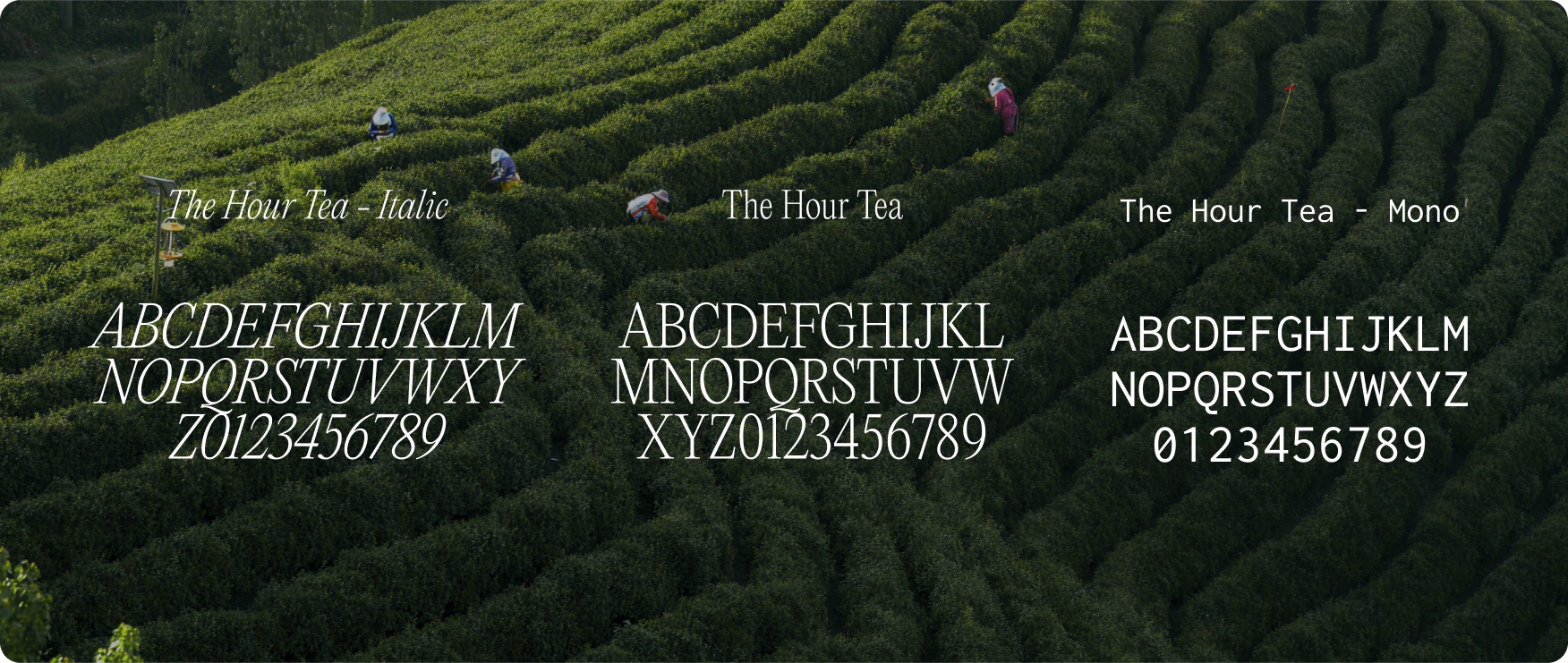 Example of Brand Identity For Food & Drink