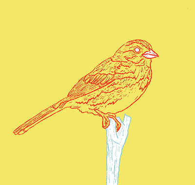 Little Red Bird bird bright illustration ipad lineart neon procreate red yellow