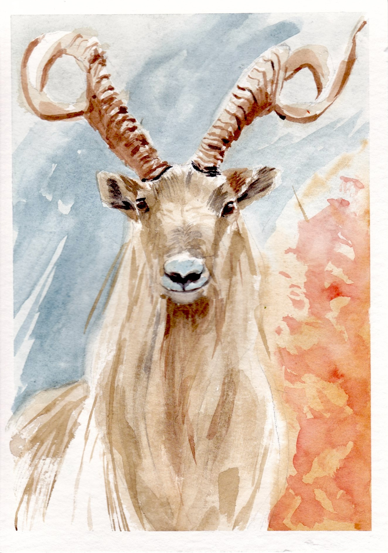 Alpine Ibex animal illustration texture watercolor