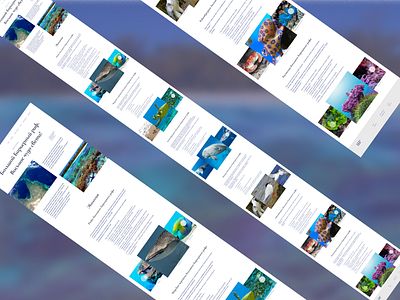Longrid about the Great Barrier Reef design graphic design ui ux