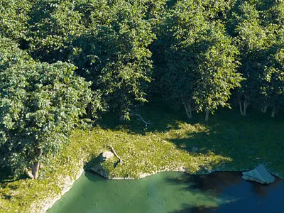 The Living Forest – FUR & Environment dtmstudio